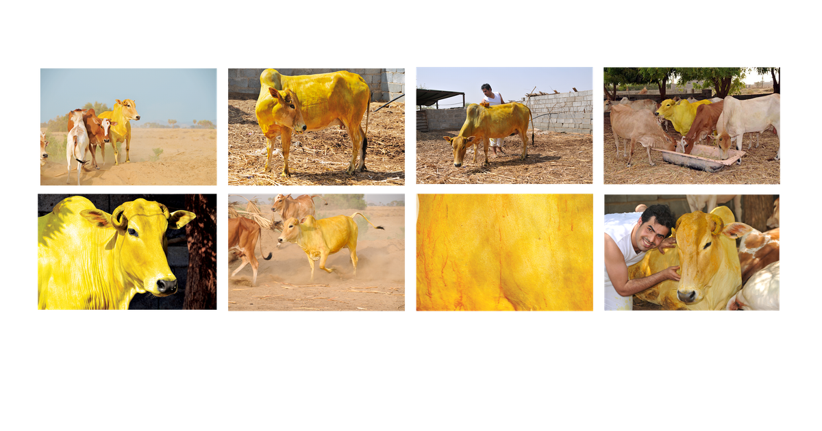Yellow Racing Cow Yellow Cow Performance | Artworks | Ahmed Mater
