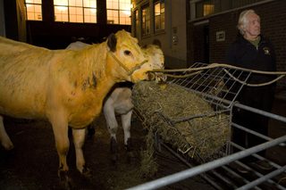 Ahmed Mater 120 YELLOW COW